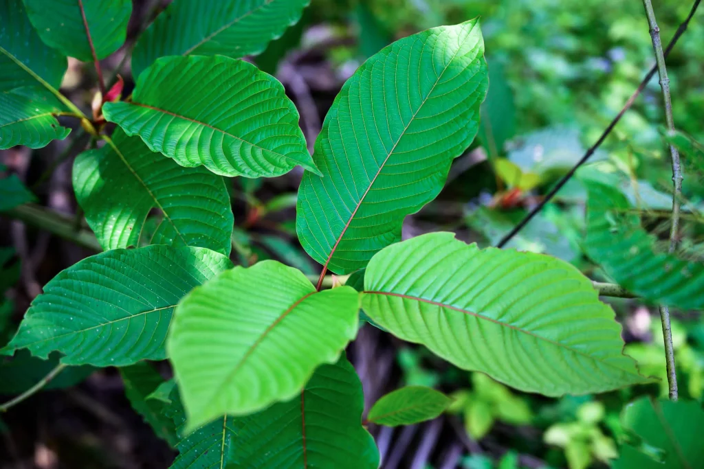 sumatra kratom strains