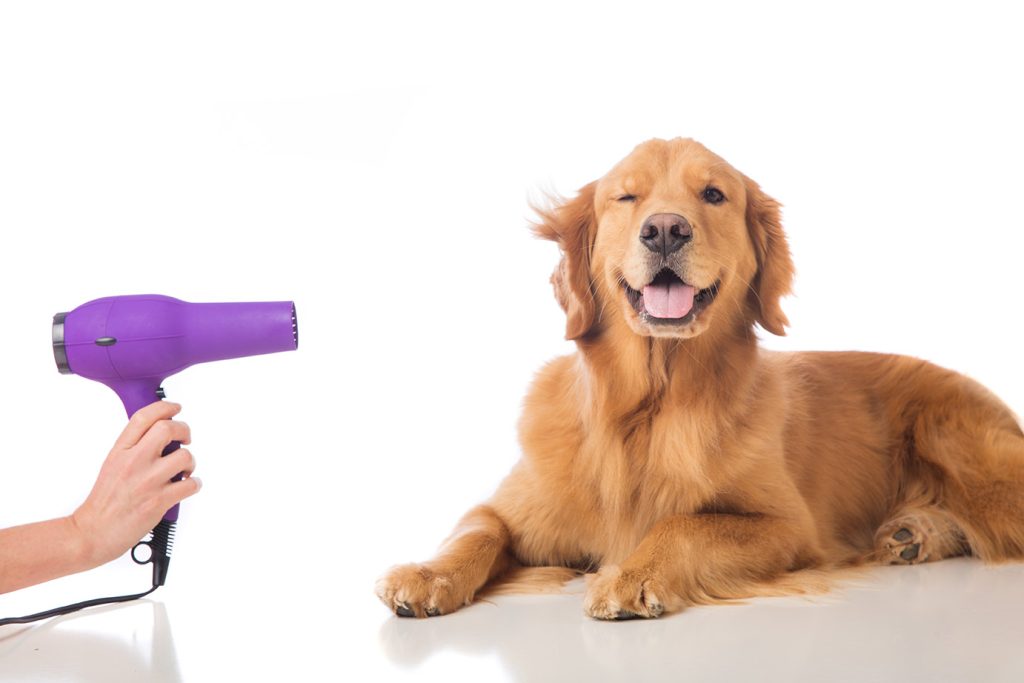 Pet Grooming Care