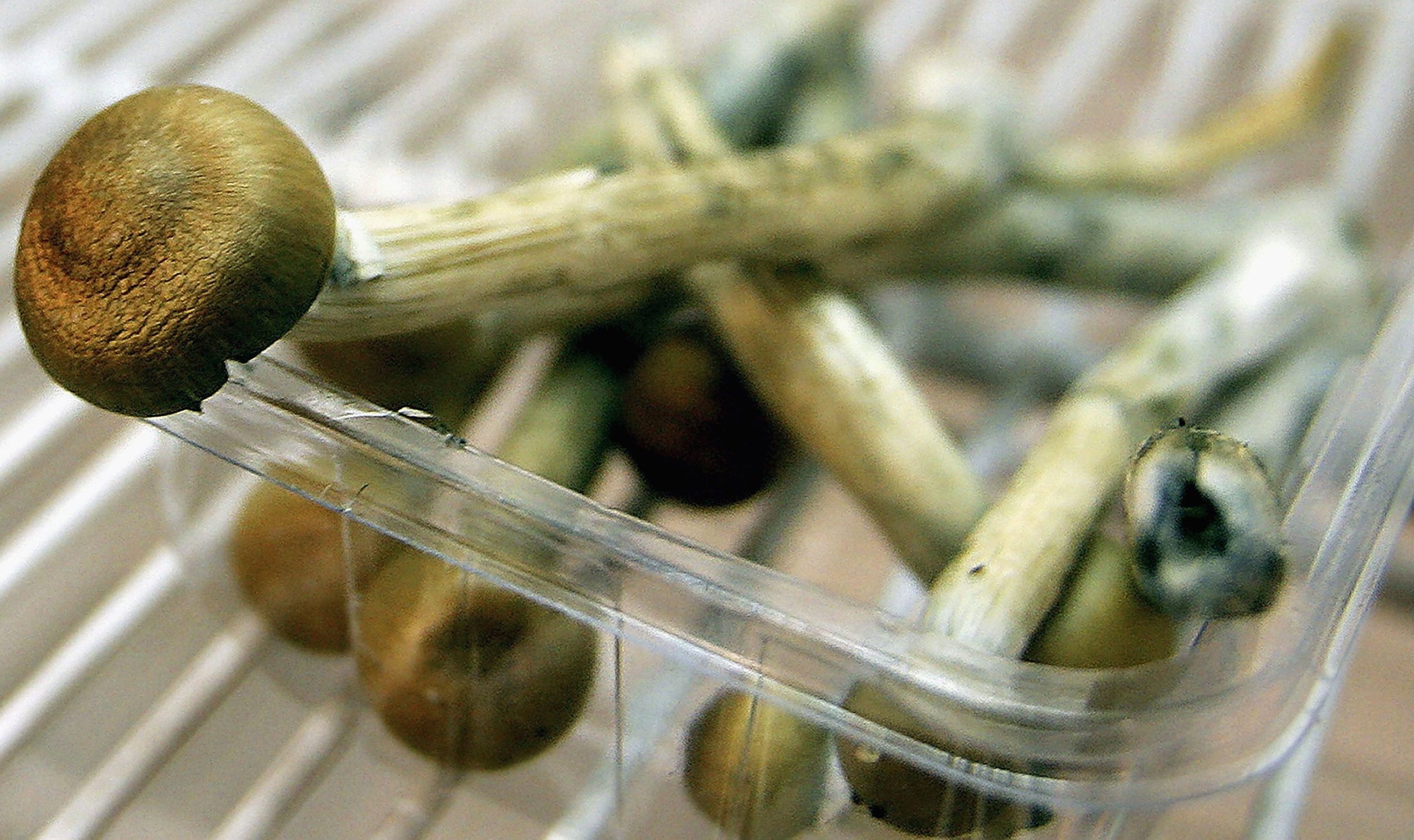  Magic Mushrooms